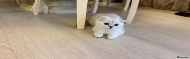 Scottish Fold Kitten 1