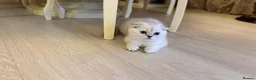 Scottish Fold cats for sale: The last 2 boys available 🐱 - Advert 5