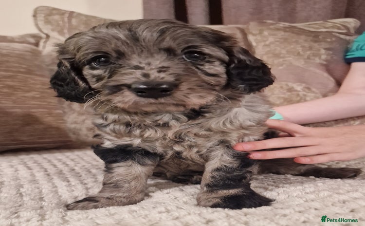 Mini Goldendoodle dogs - Advert 1