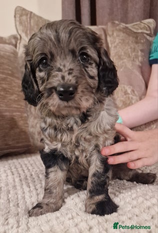 Mini Goldendoodle dogs - Advert 1