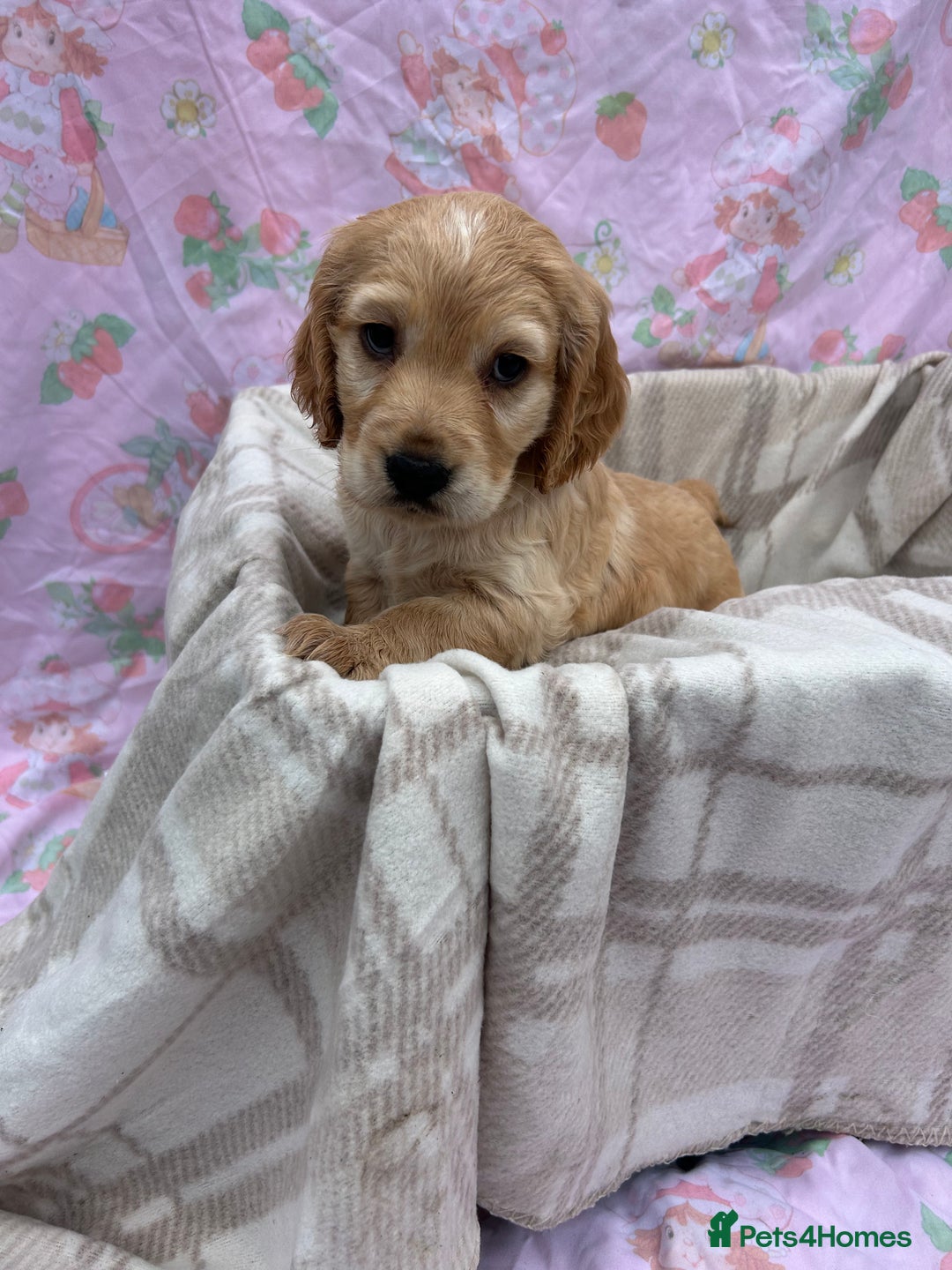 Cocker Spaniel dogs for sale: 5 beautiful show cocker spaniel puppies  - Image 1