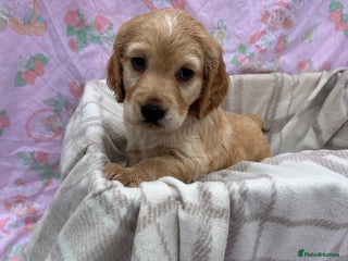 Cocker Spaniel dogs - Advert 4