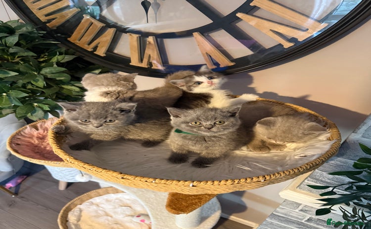 British Shorthair cats - Advert 13