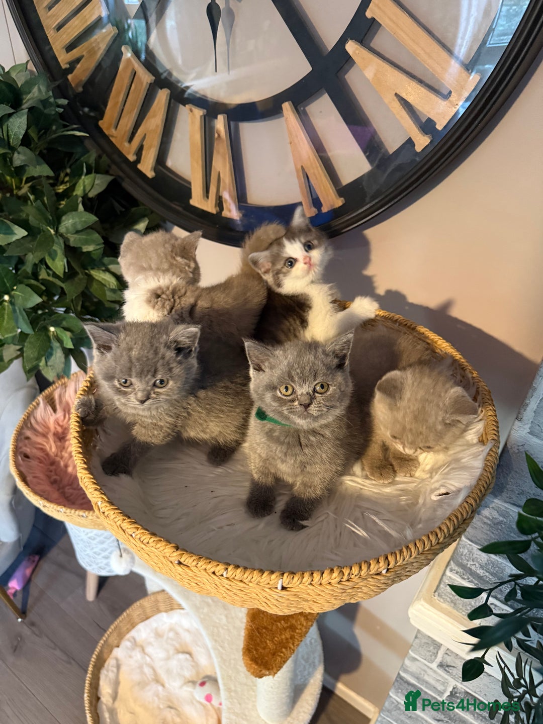 British Shorthair cats for sale: British Shorthair Champion Line kittens 🏆🥇😻 - Image 1