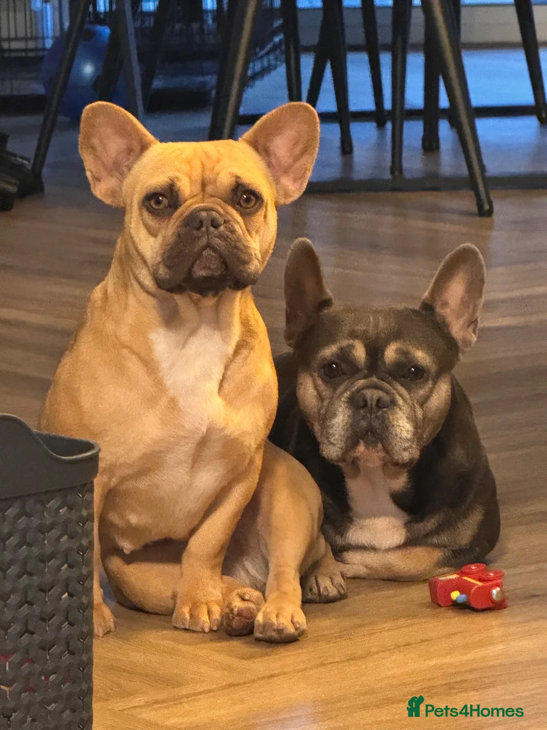 French Bulldog dogs for sale: Beautiful French Bulldog Puppies in Colchester - Advert 2