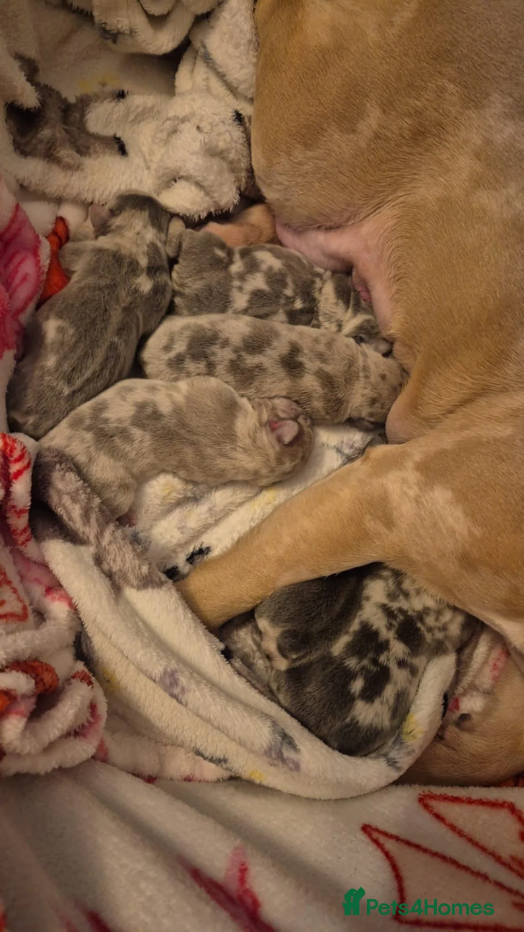 French Bulldog dogs for sale: French Bulldog puppies - Advert 1