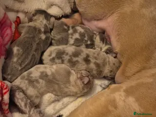 French Bulldog dogs French Bulldog puppies - Advert 1