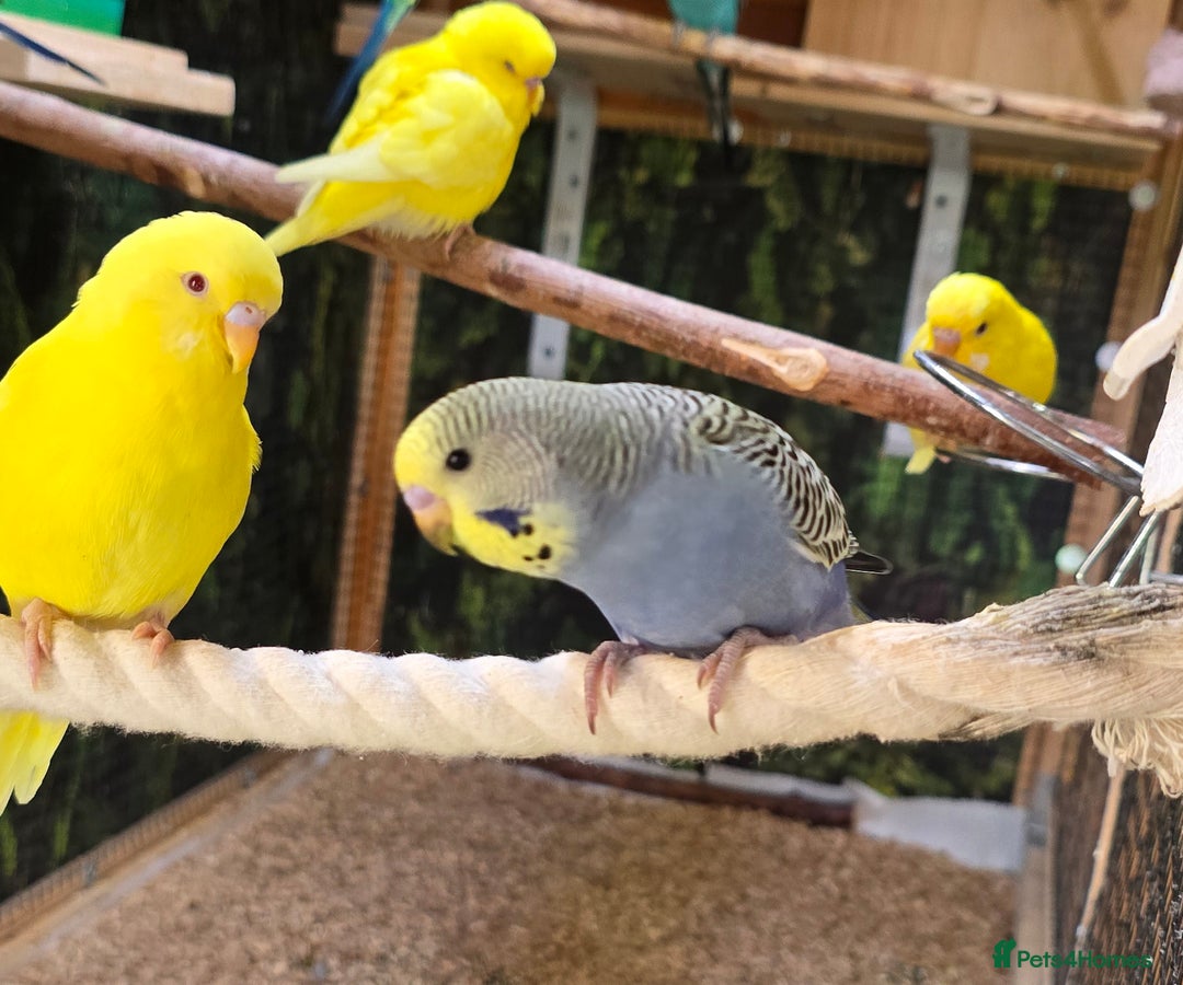 Budgerigars birds for sale: Yellow Lutino budgies. - Image 10