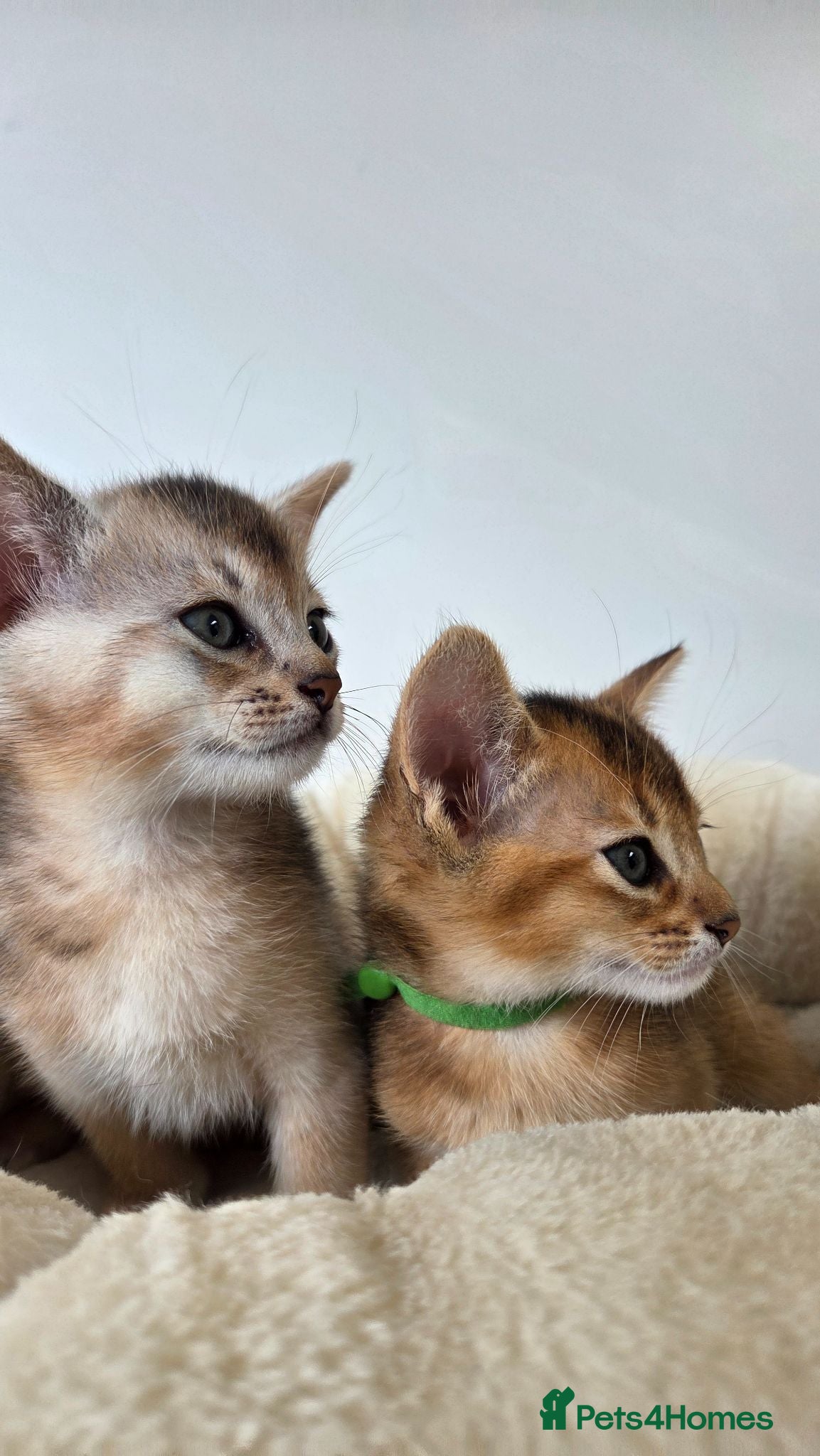 Abyssinian cats 🔥2 left TICA Registered Abyssinian Kittens - Advert 4
