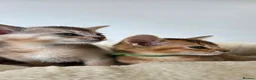 Abyssinian cats for sale: 🔥 TICA Registered Abyssinian Kittens - Advert 20