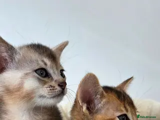 Abyssinian cats 🔥2 left TICA Registered Abyssinian Kittens - Advert 4