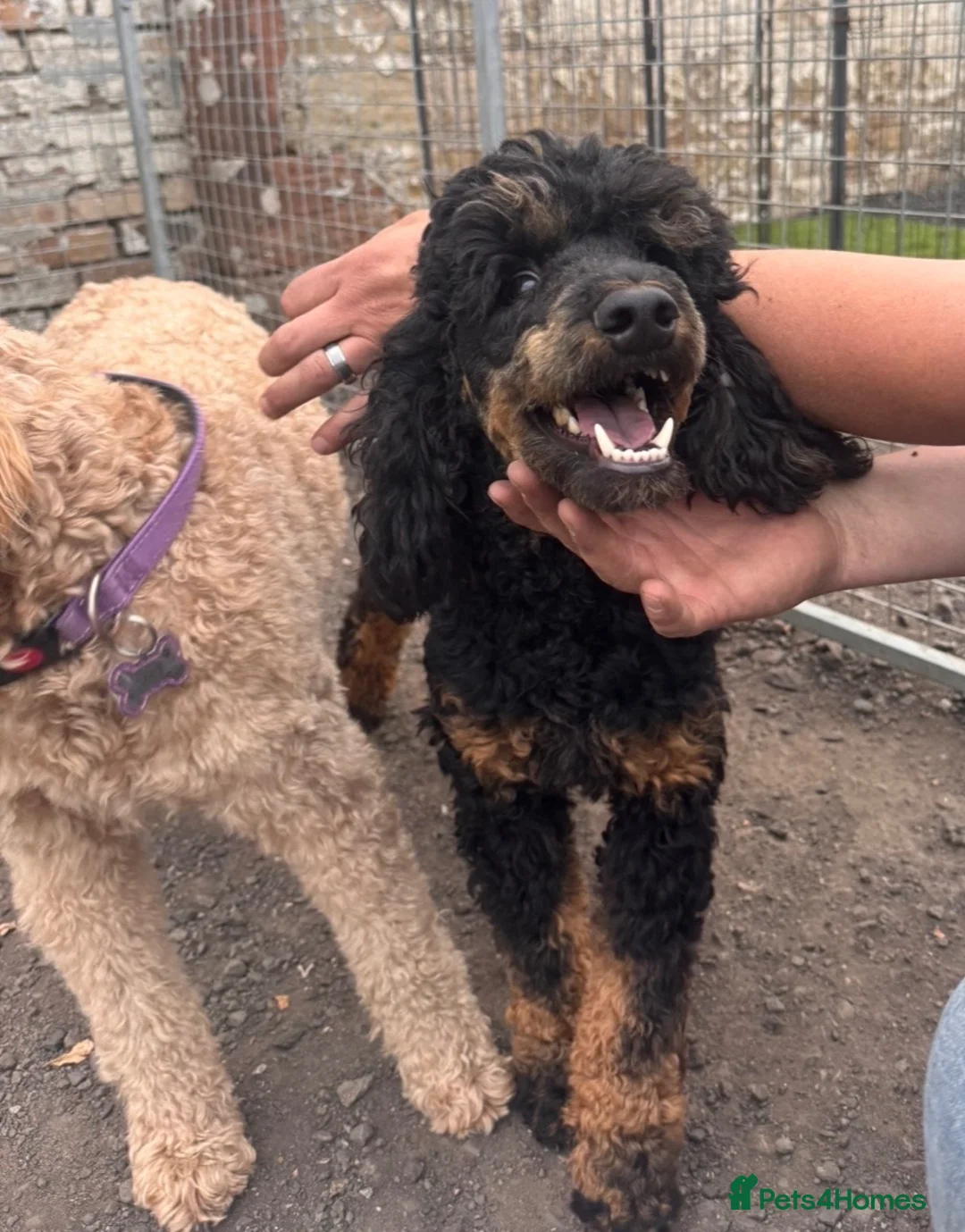Goldendoodle dogs for sale: F1BB Goldendoodles - Advert 2