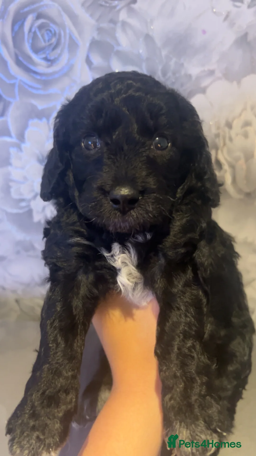 Mixed Breed dogs for sale: 2 STUNNING MALE COCKER PUPS AVAILABLE 🐶 - Advert 2