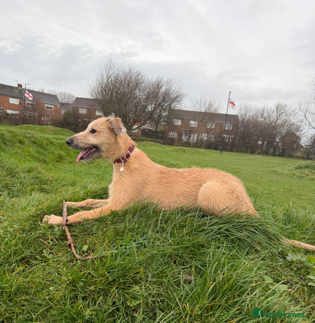 Mixed Breed dogs for sale: Greyhound cross wolfhound lurc 5months old puppy  - Advert 5