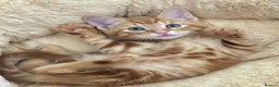 Mixed Breed cats for sale: GORGEOUS THREE MUSKETEERS - Advert 7