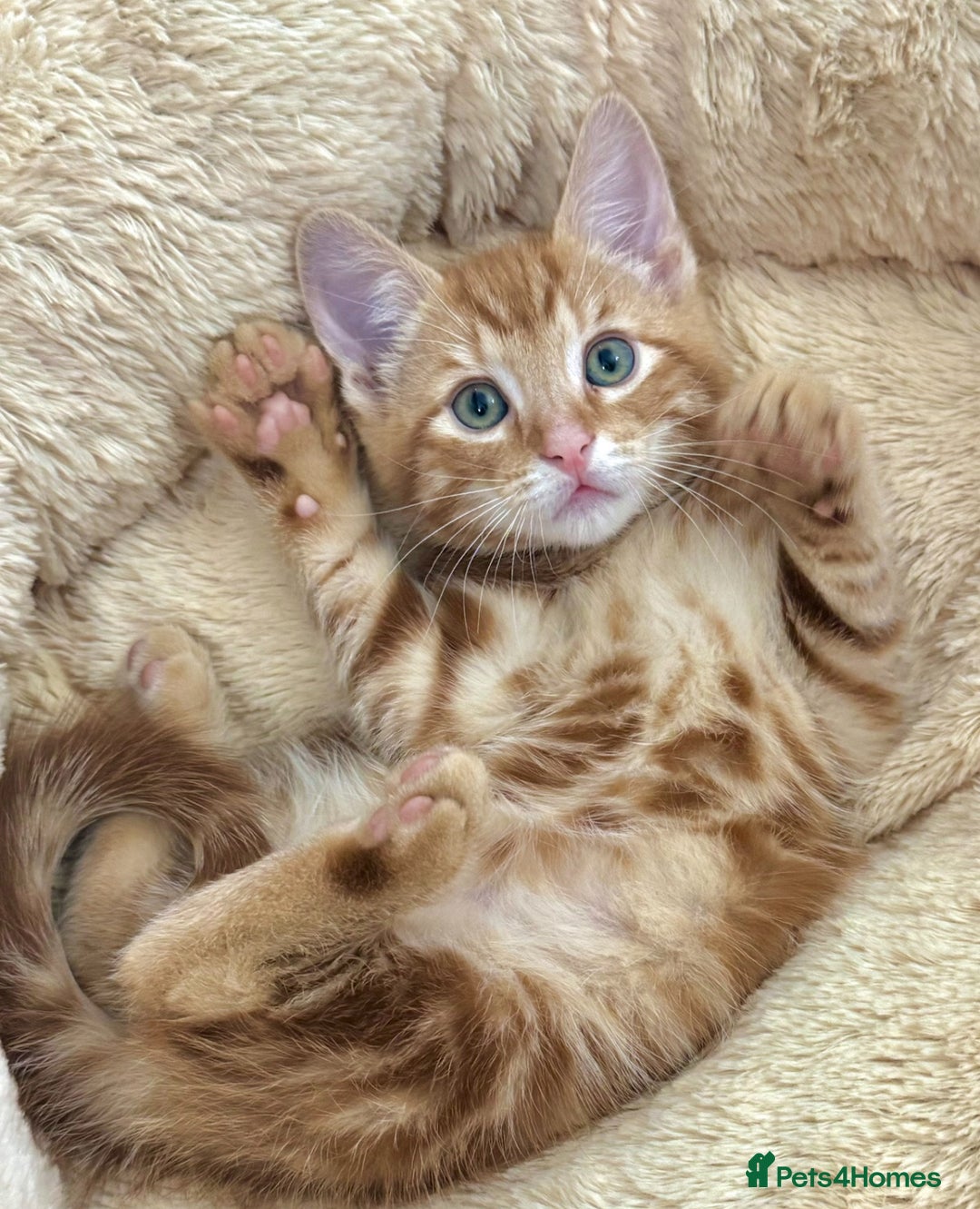 Mixed Breed cats for sale: GORGEOUS THREE MUSKETEERS - Advert 7