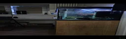 Turtle reptiles for sale: Musk Turtle, incl fish, tank/aquarium + equipment. - Advert 6