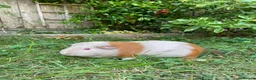 Guinea Pig rodents for sale: Adorable adult female guinea pigs  in London - Advert 2
