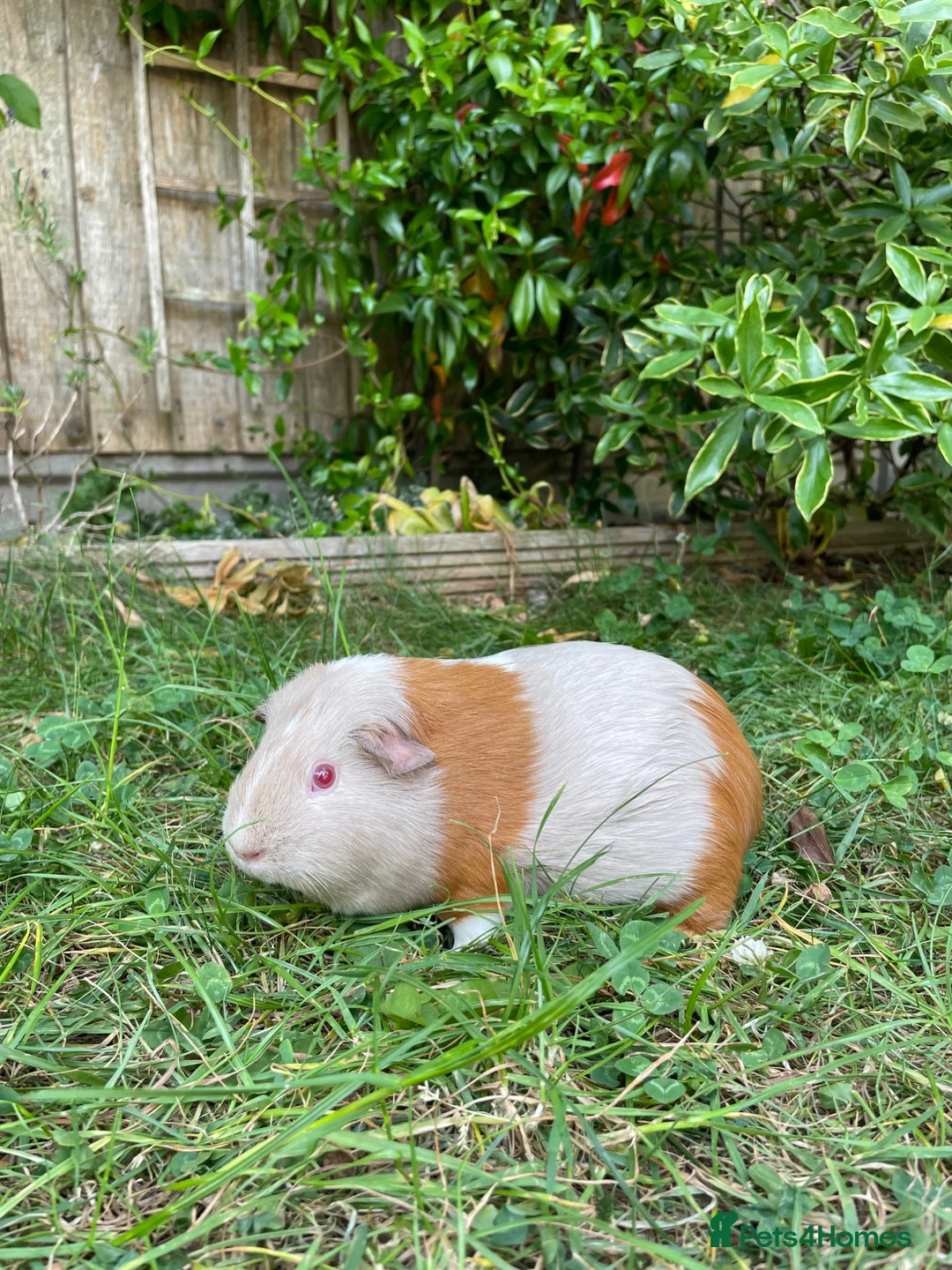 Guinea Pig rodents for sale: Adorable adult female guinea pigs  in London - Advert 2