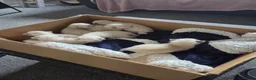 Ragdoll cats for sale: Ragdoll kittens - Advert 1