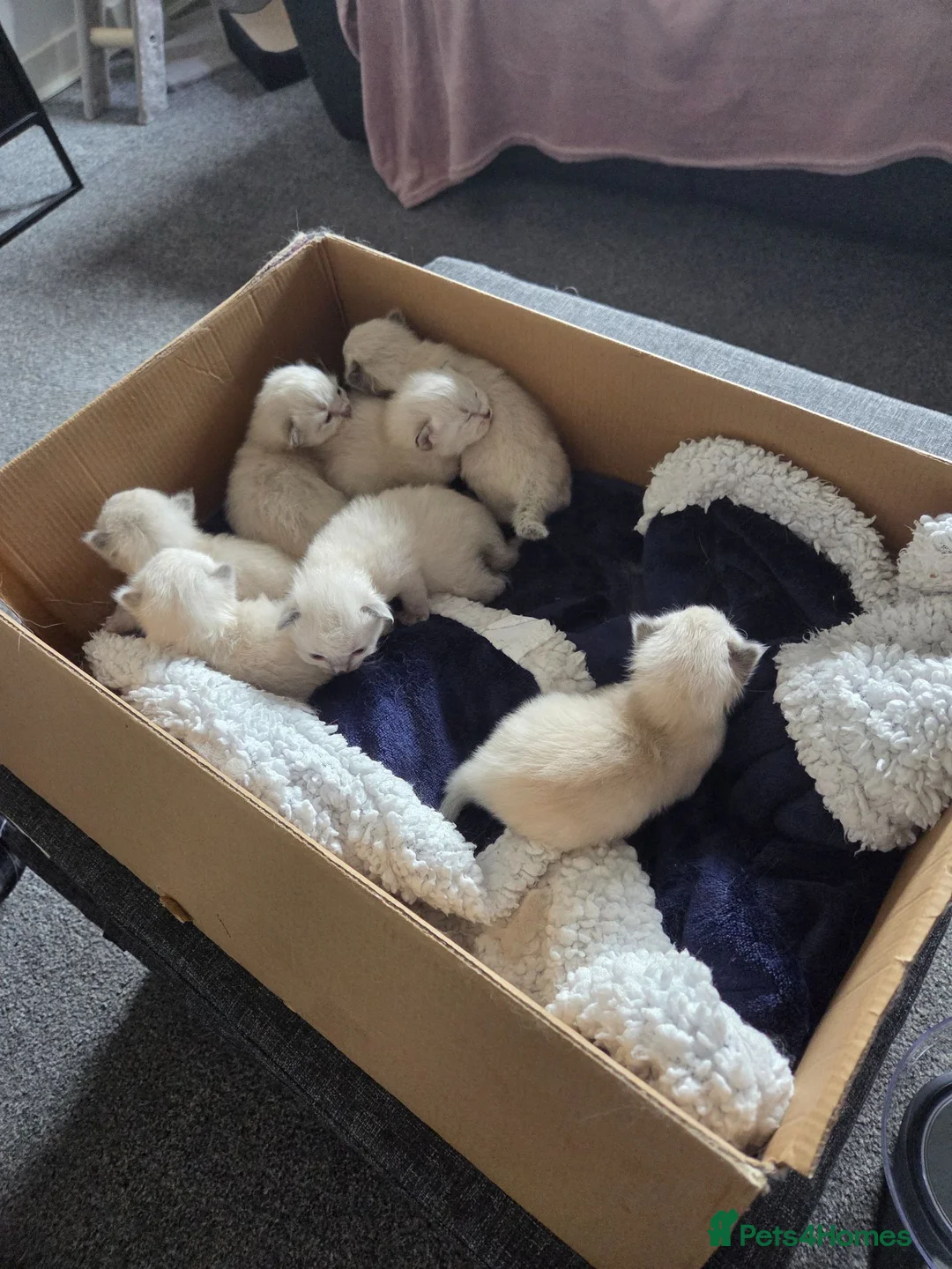 Ragdoll cats for sale: Ragdoll kittens - Advert 1