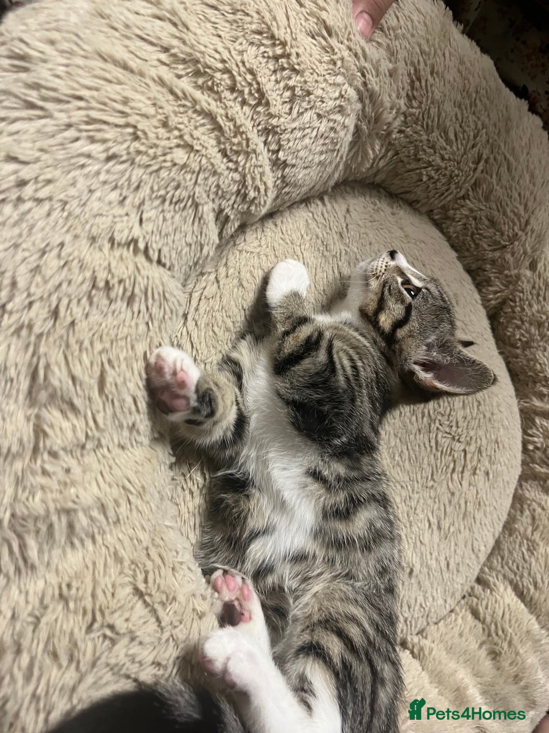 Mixed Breed cats for sale: 🐾 Beautiful Green eyed Grey tabby Kittens  - Advert 4