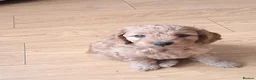 Cockapoo dogs for sale: Cockapoos F2 (deep red/faun) - Advert 13