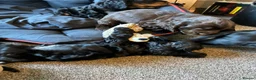 Cocker Spaniel dogs for sale: KC Show type cocker spaniel pups ready to leave  - Advert 22