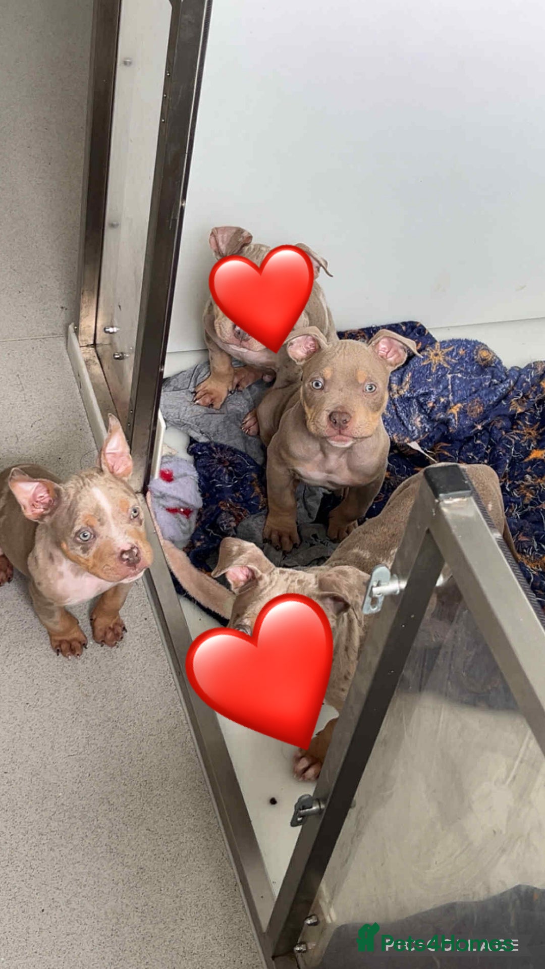 American Bully dogs for sale: Pocket Bullies - Advert 4