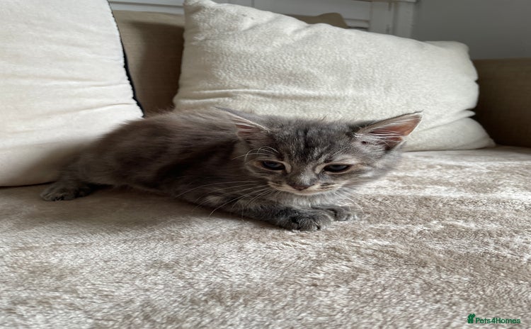 Mixed Breed cats - Advert 13