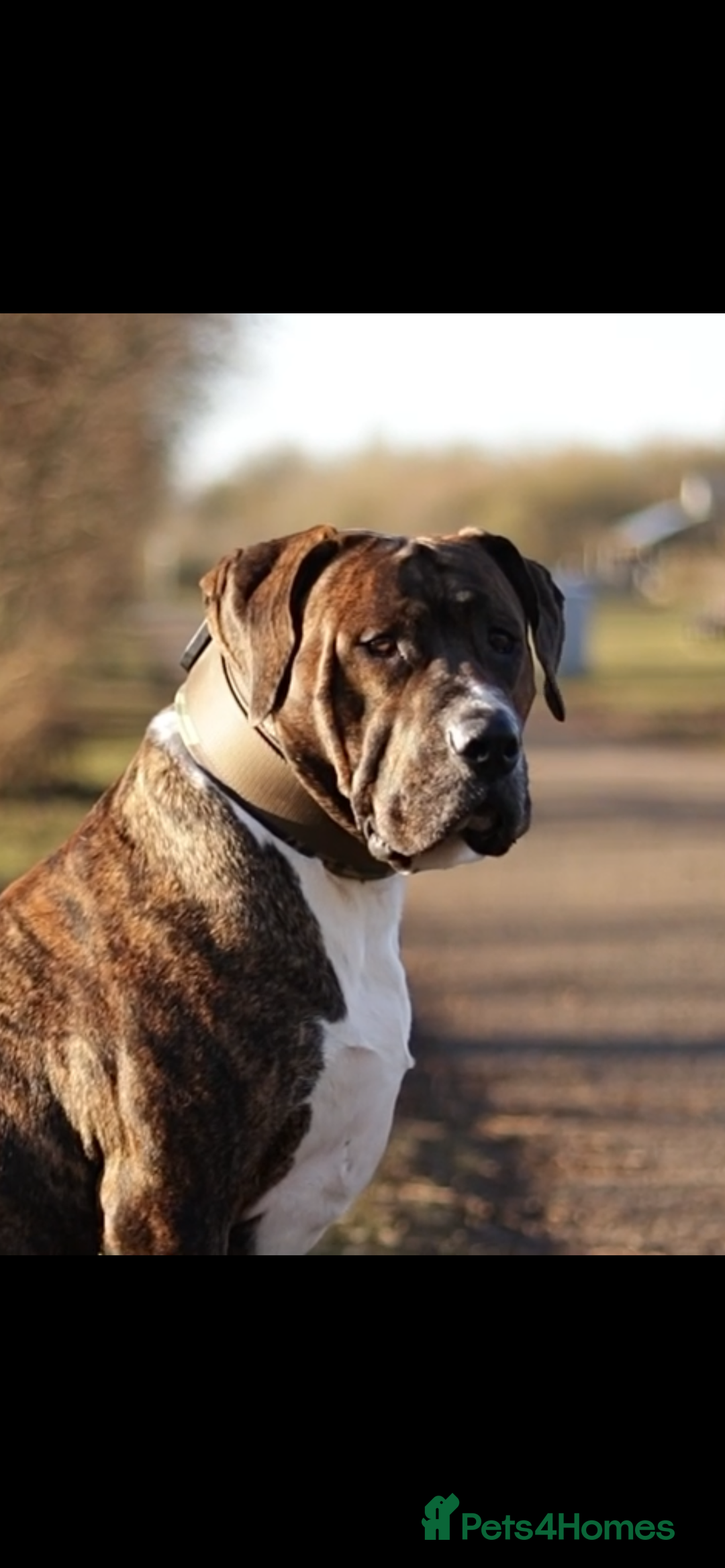 Mixed Breed dogs for sale: Presa x American Bulldog  - Advert 2