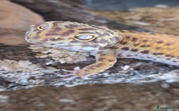 Leopard Gecko reptiles for sale: Leopard Gecko Breeding Pair Proven Male Female - Image 4