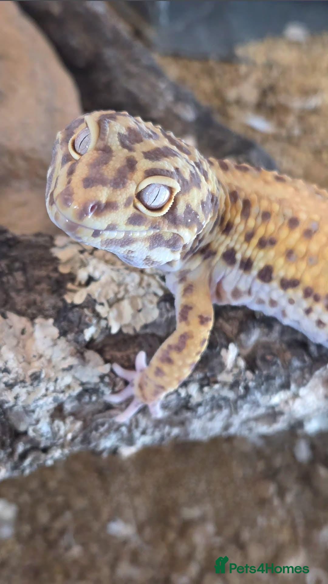 Leopard Gecko reptiles for sale: Leopard Gecko Breeding Pair Proven Male Female - Image 4
