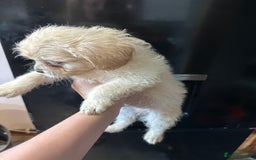 Mixed Breed dogs for sale: 6 fluffy frenchie cross puppies - Image 9