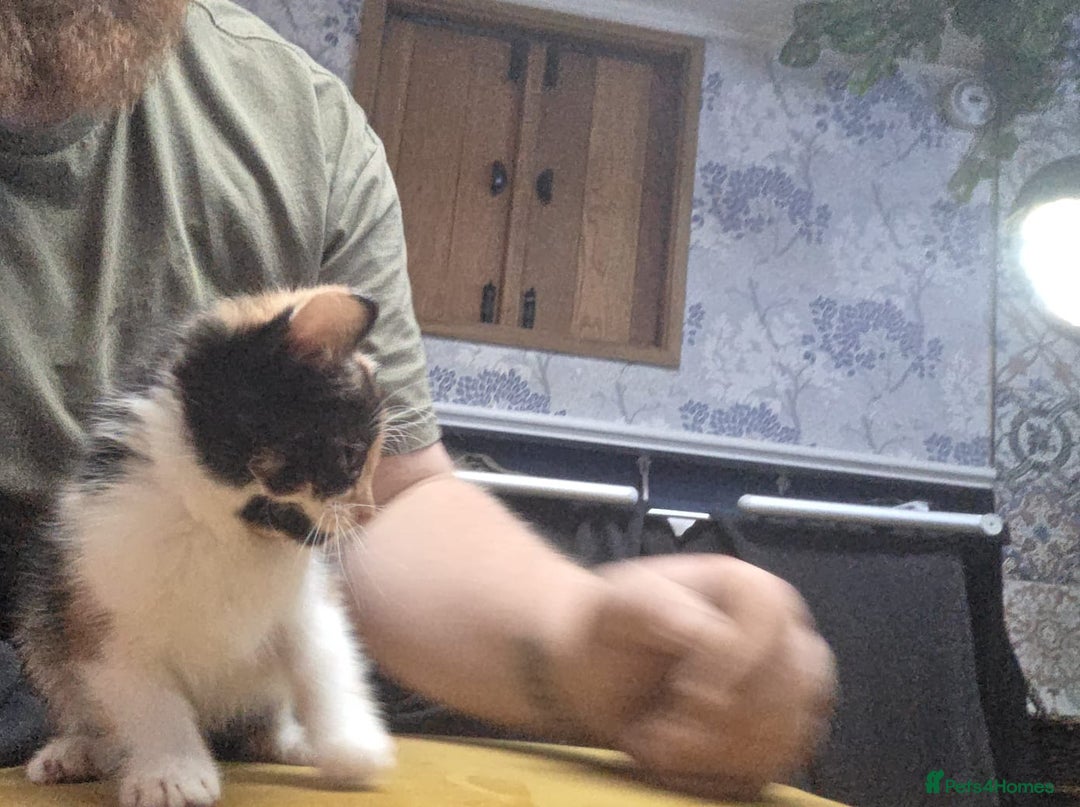 Mixed Breed cats for sale: 2 female kittens  - Advert 2