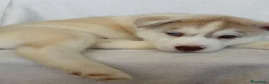 Siberian Husky Puppy 4 (SOLD)