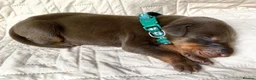Dobermann dogs for sale: KC REGISTERED DOBERMAN PUPS - Advert 33