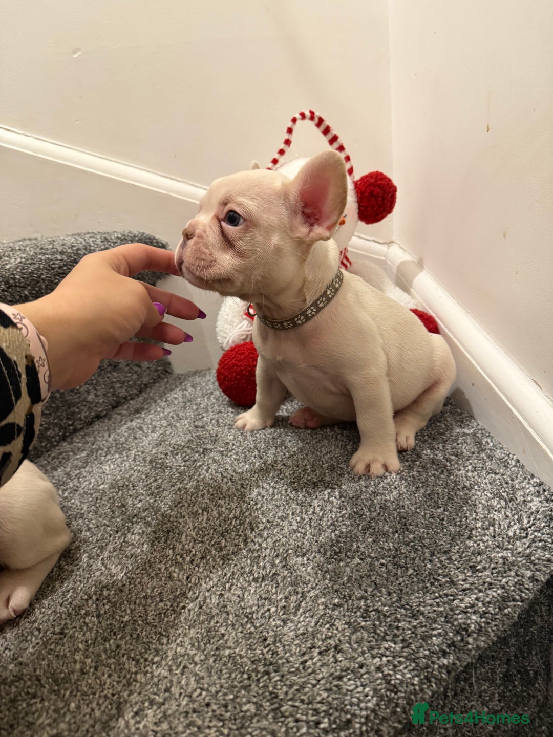 French Bulldog dogs for sale: Cream/ platinum French Bulldog puppy , ready now❤️ - Advert 14