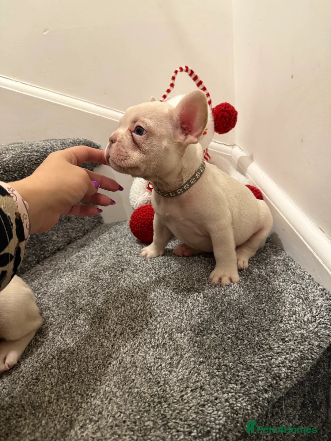 French Bulldog dogs for sale: Cream/ platinum French Bulldog puppy , ready now❤️ - Advert 19