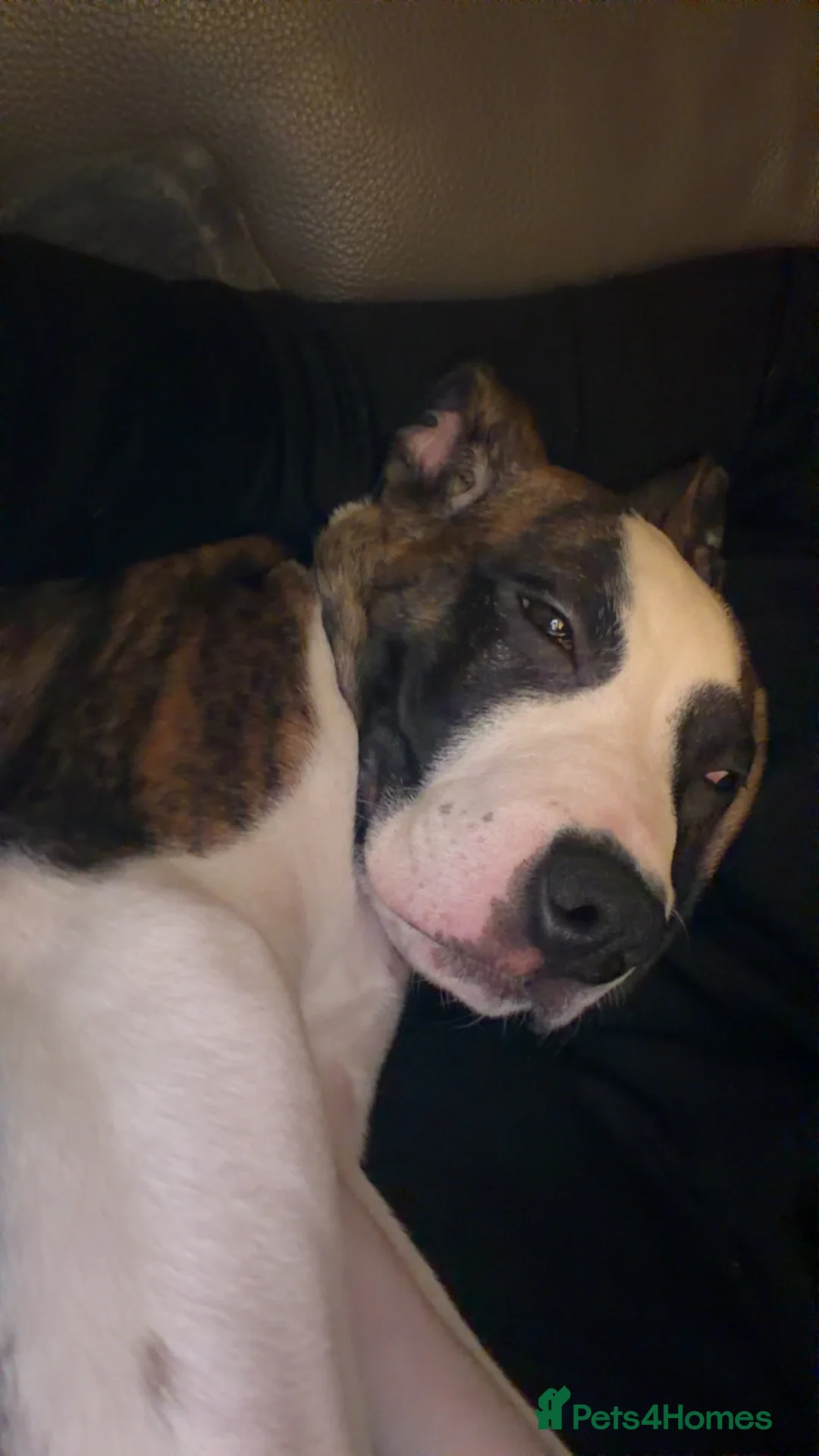 American Bull Staffy dogs for sale: Staffy cross American bull  - Advert 4