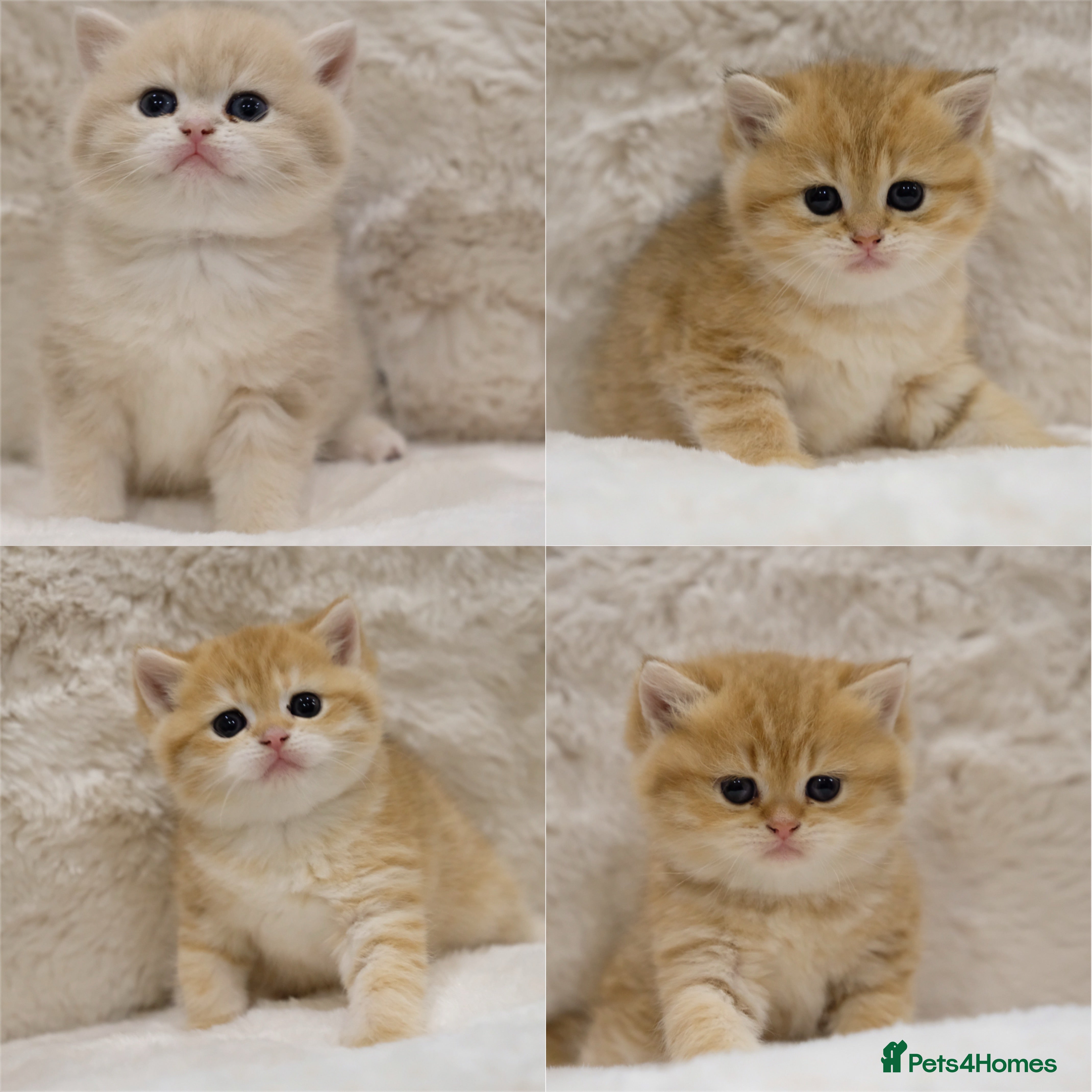 British Shorthair cats Adorable pedigree GOLDEN shorthair TICA registered - Advert 2