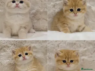 British Shorthair cats Adorable pedigree GOLDEN shorthair TICA registered - Advert 1