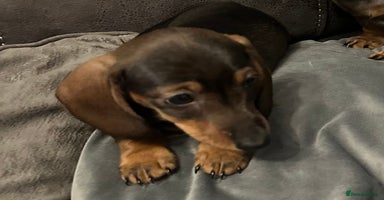 Miniature Dachshund dogs - Advert 13