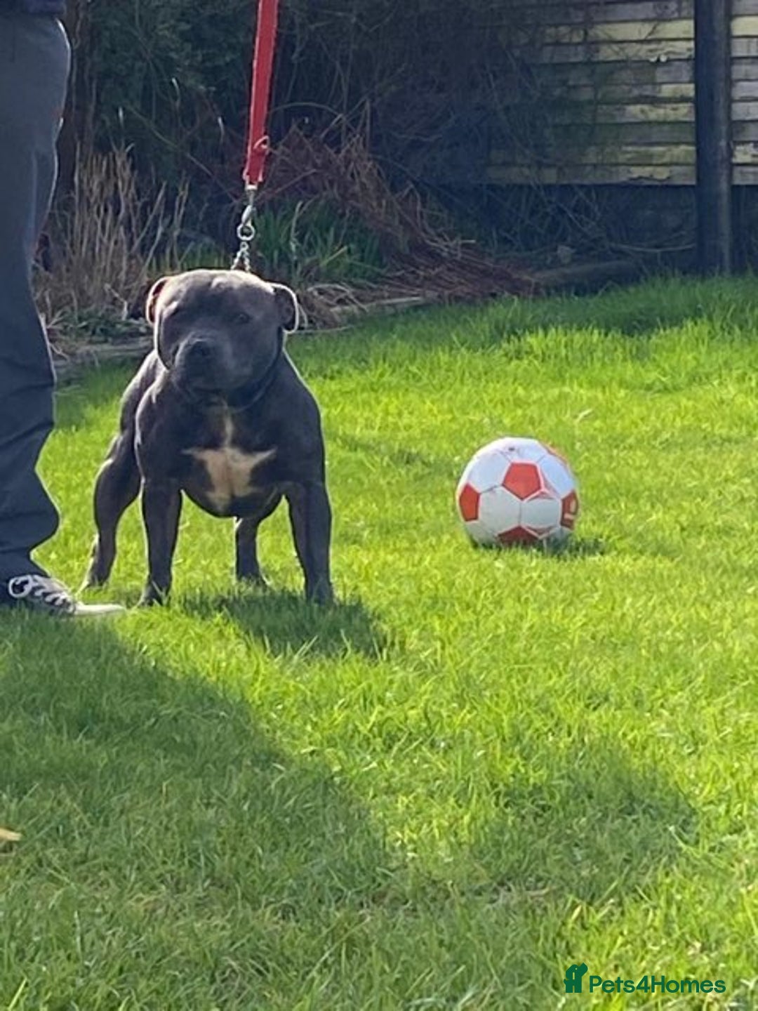 Staffordshire Bull Terrier dogs for sale:  KC Registered Staffordshire Bull Terrier Puppies - Advert 13