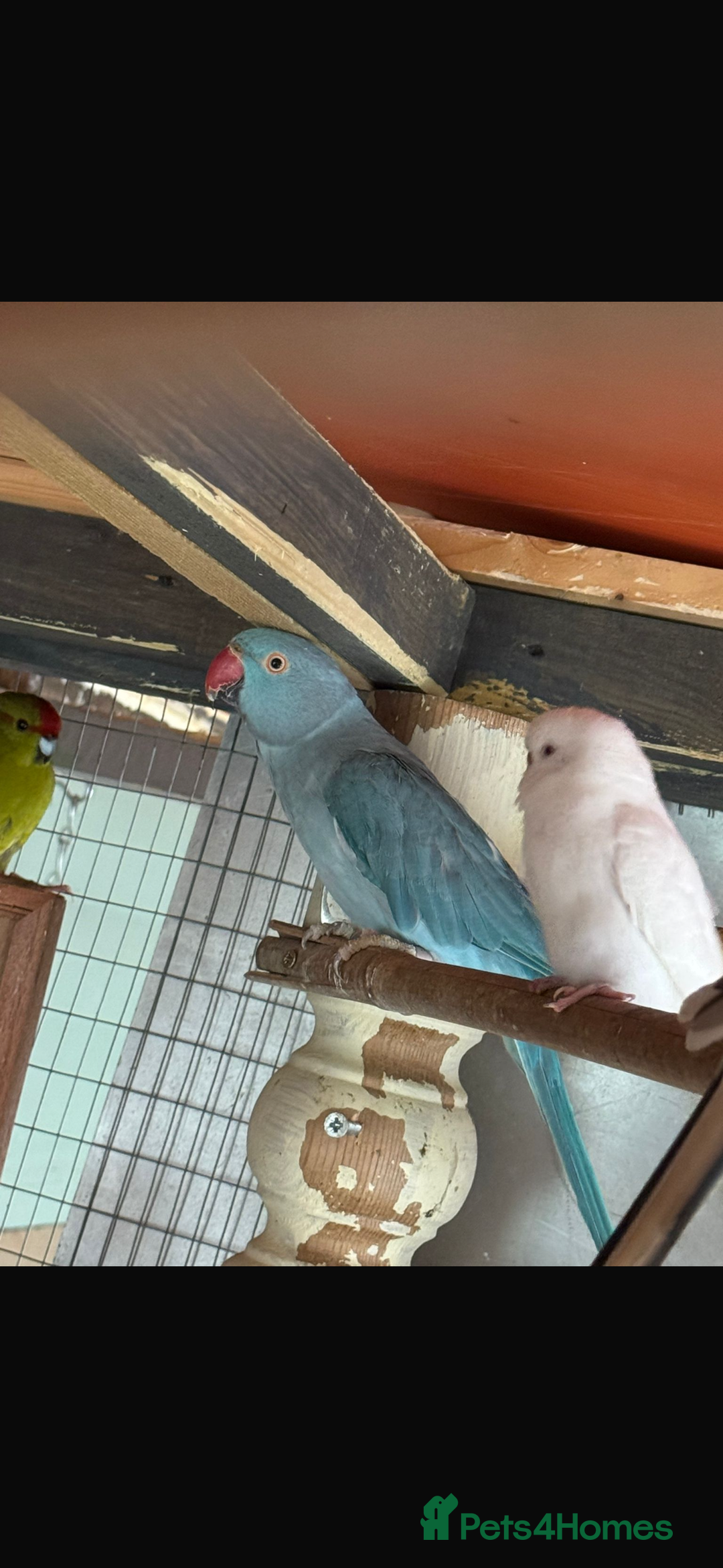 Parrots birds for sale: Ringneck Parrots & Amazon Green - Image 3