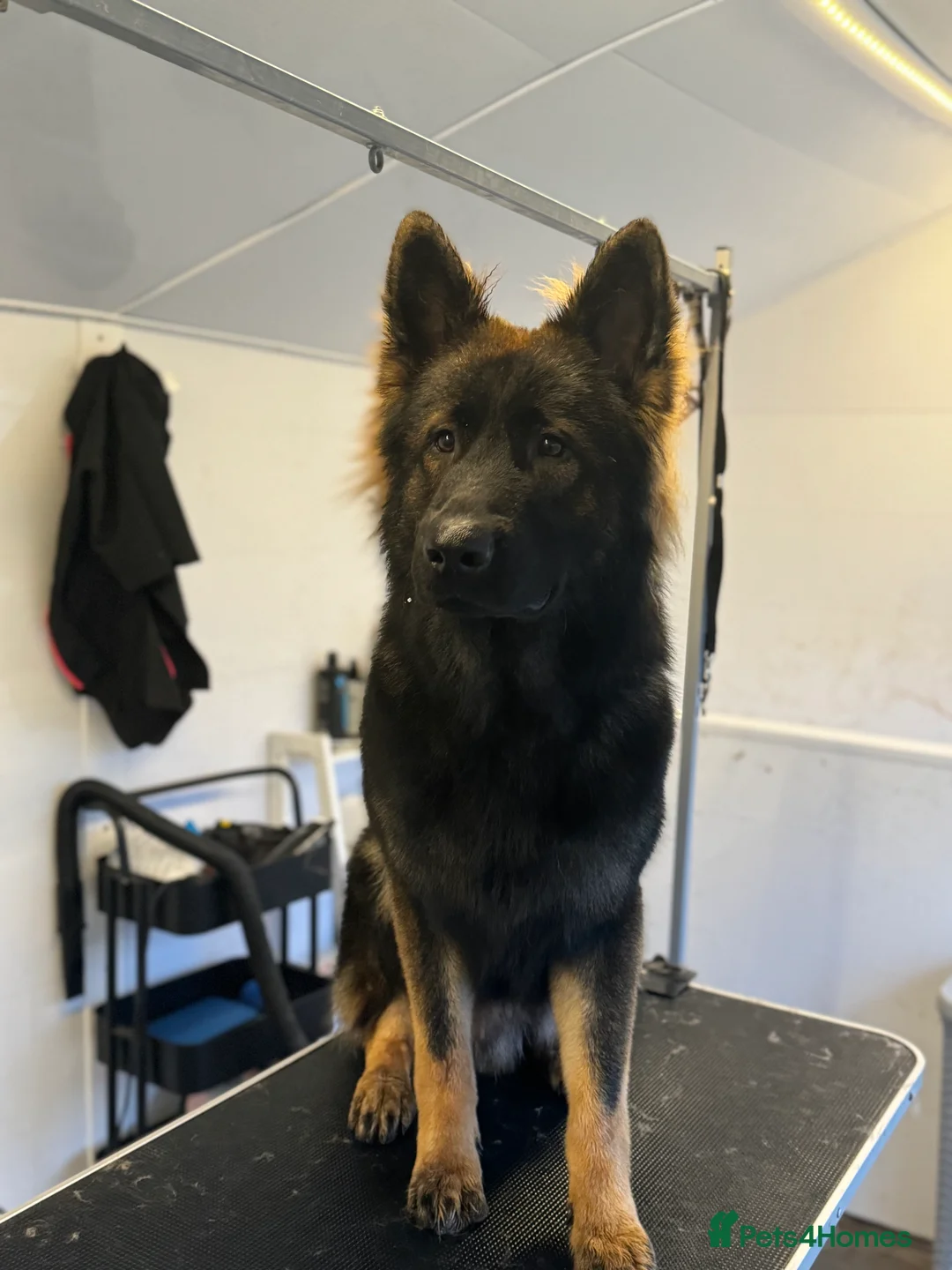 German Shepherd dogs for stud: Kc registered German shepherd  - Advert 2