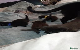 Mixed Breed cats for sale: 4 Beautiful fur babies looking for forever homes  - Image 4