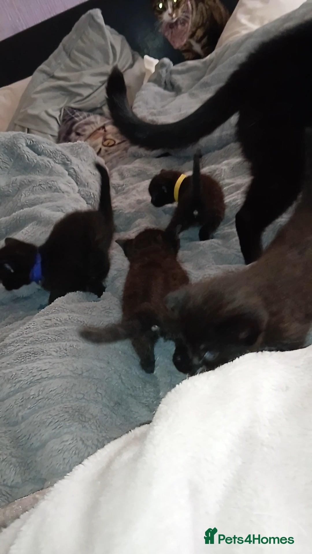 Mixed Breed cats for sale: 4 Beautiful fur babies looking for forever homes  - Image 4