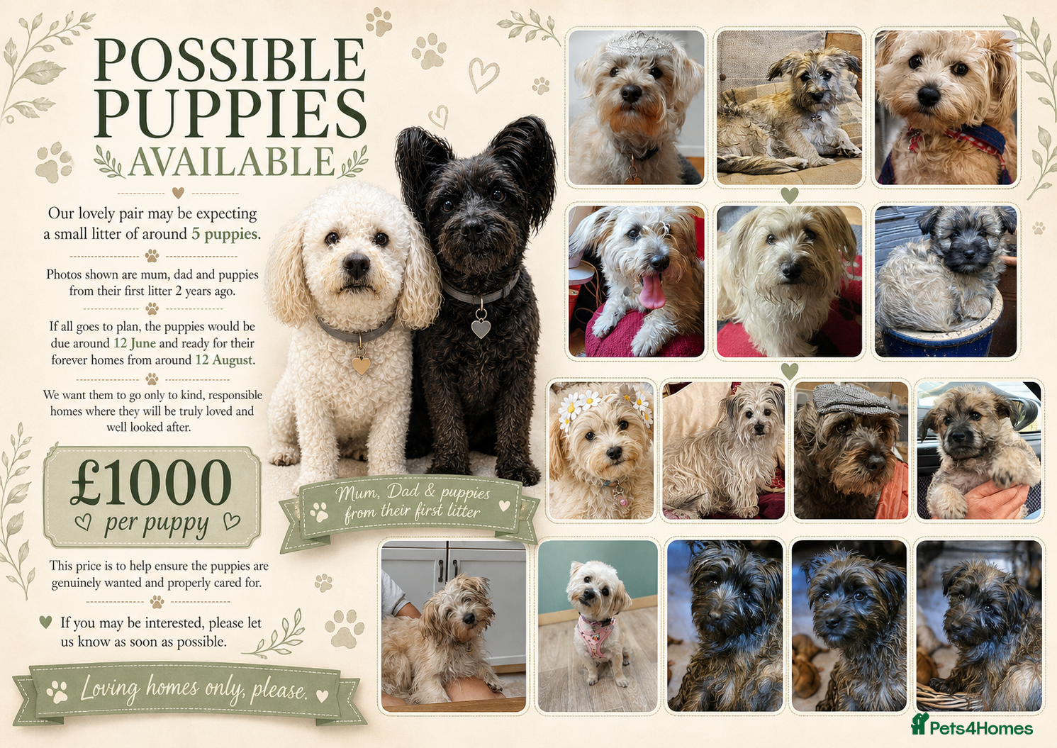 Mixed Breed dogs for sale: Possible puppies available-LOVING HOMES ONLY - Advert 1