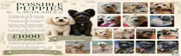 Mixed Breed dogs for sale: Possible puppies available-LOVING HOMES ONLY in Basildon - Advert 1